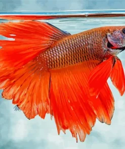 Orange Betta Fish Diamond Painting