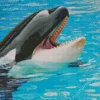 Orca Fish Diamond Painting