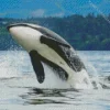 Orca Jumping Out Of The Sea Diamond Painting