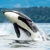 Orca Jumping Out Of The Sea Diamond Painting