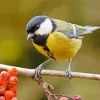 Parus Bird On Branch With Red Berries Diamond Painting