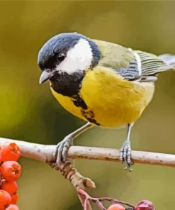 Parus Bird On Branch With Red Berries Diamond Painting