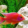 Pink Cichlid Fish Diamond Painting