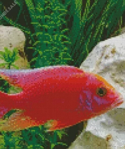 Pink Cichlid Fish Diamond Painting