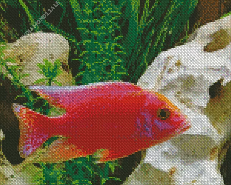 pink Cichlid fish Diamond With Numbers Pink Cichlid Fish Diamond Painting