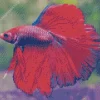 Pink Siamese Fighting Fish Diamond Painting