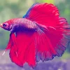 Pink Siamese Fighting Fish Diamond Painting