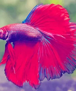 Pink Siamese Fighting Fish Diamond Painting