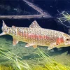 Pink Trout Fish Diamond Painting