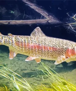 Pink Trout Fish Diamond Painting