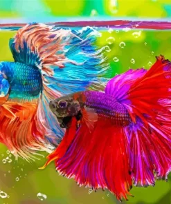 Pink And Blue Siamese Fighting Fish Diamond Painting