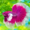 Pink And White Siamese Fighting Fish Diamond Painting