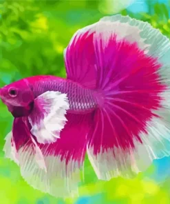 Pink And White Siamese Fighting Fish Diamond Painting