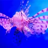 Pink Cute Lionfish Diamond Painting