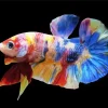 Plakat Betta Diamond Painting