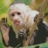 Playful Capuchin Monkey Diamond Painting