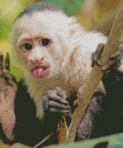 Playful Capuchin Monkey Diamond Painting