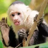 Playful Capuchin Monkey Diamond Painting