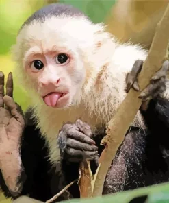Playful Capuchin Monkey Diamond Painting