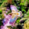 Purple Kea Bird Flying Diamond Painting