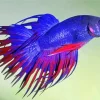 Purple Siamese Fighting Fish Diamond Painting