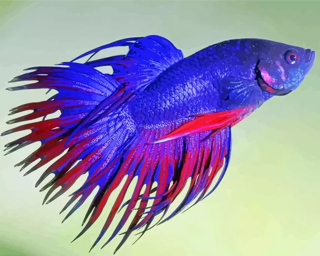 purple Siamese fighting fish Diamond With Numbers Purple Siamese Fighting Fish Diamond Painting