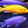 Purple And Yellow Cichlid Diamond Painting