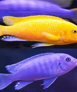 Purple And Yellow Cichlid Diamond Painting