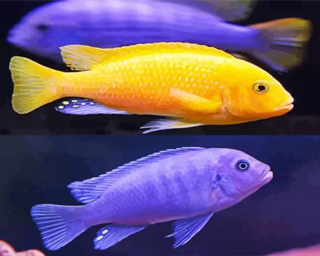 purple and yellow Cichlid Diamond Paints Purple And Yellow Cichlid Diamond Painting