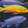 Purple And Yellow Cichlid Diamond Painting