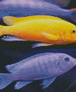 Purple And Yellow Cichlid Diamond Painting