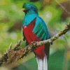 Quetzal Bird Diamond Painting