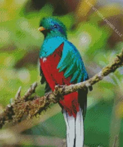 Quetzal Bird Diamond Painting