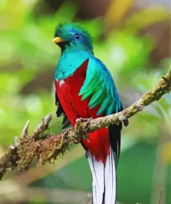 Quetzal Bird Diamond Painting