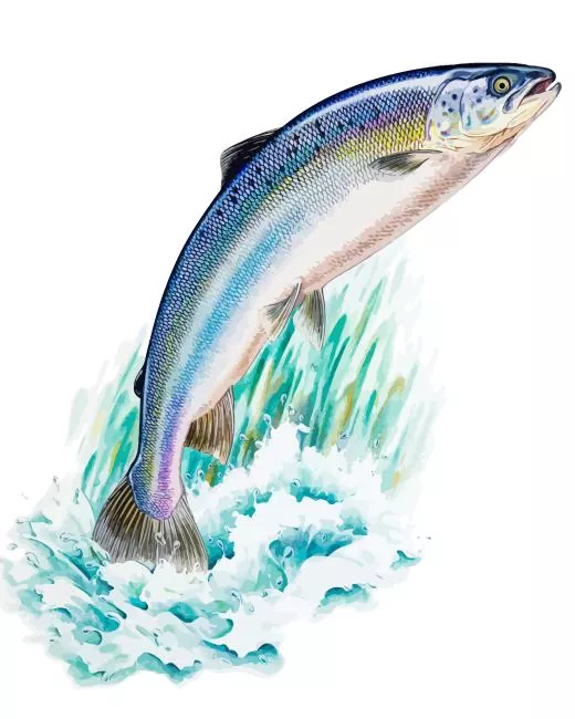 rainbow Salmon fish Diamond Paints Rainbow Salmon Fish Diamond Painting