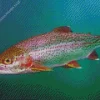 Rainbow Trout Diamond Painting