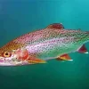 Rainbow Trout Diamond Painting