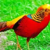 Red Pheasant Diamond Painting