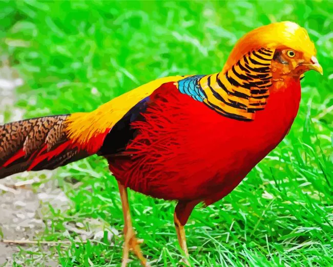 red Pheasant Diamond By Numbers Red Pheasant Diamond Painting