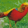 Red Pheasant Diamond Painting