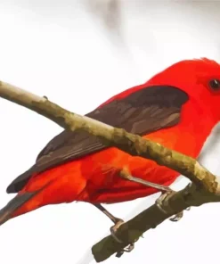 Red Scarlet Tanager Diamond Painting