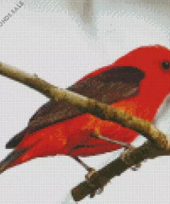 Red Scarlet Tanager Diamond Painting