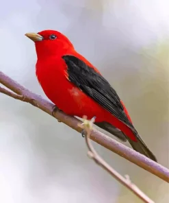 Red Scarlet Tanager Bird Diamond Painting