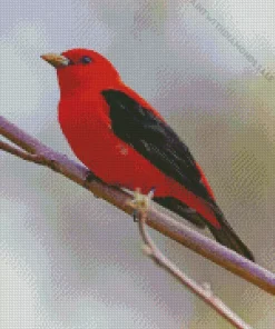 Red Scarlet Tanager Bird Diamond Painting