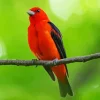 Red Scarlet Tanager On A Branch Diamond Painting