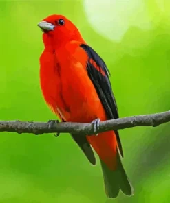 Red Scarlet Tanager On A Branch Diamond Painting