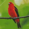 Red Scarlet Tanager On A Branch Diamond Painting