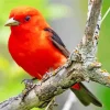 Red Scarlet Tanager In A Tree Diamond Painting