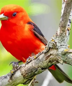 Red Scarlet Tanager In A Tree Diamond Painting