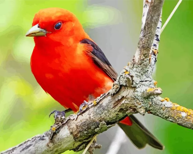 red Scarlet Tanager on a tree Diamond By Numbers Red Scarlet Tanager In A Tree Diamond Painting